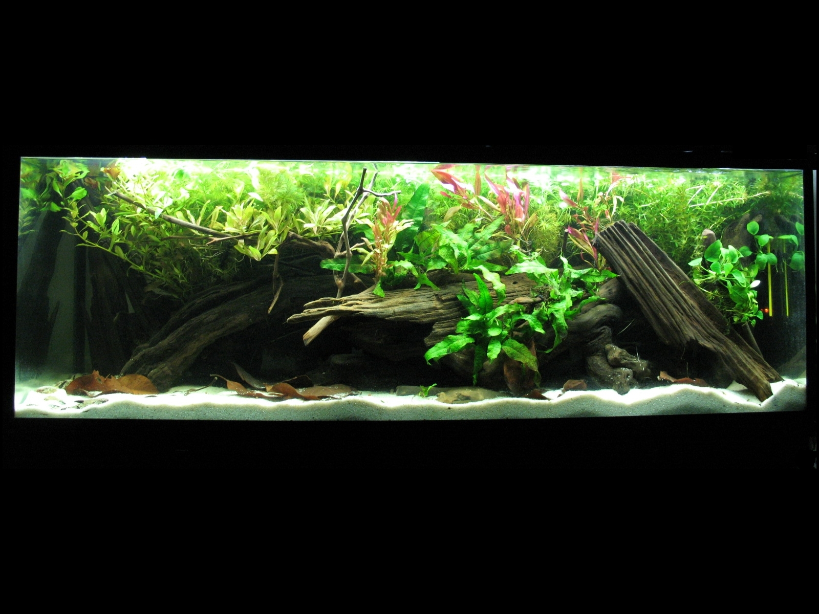 راهنمای نگهداری و پرورش گیاهان آکواریومی - سرخس آبی